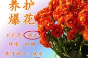 怎样拯救濒危的长寿花？（长寿花快死掉了，如何挽救？）