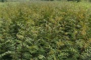 如何种植花椒种子（简单易行的方法让您成功培育花椒）
