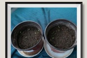 菊花不长顶，如何解决？（掌握关键技巧，让菊花再次绽放光彩！）