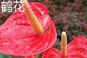 火鹤开花次数的奥秘（探究火鹤花开的规律及养护技巧）