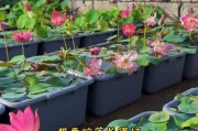 碗莲不开花的原因（探究碗莲开花难题，解决花期难题）