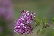 丁香花的花语（芬芳难掩的深情）