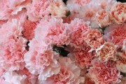 康乃馨并不是单性花！（揭开康乃馨的性别之谜，深度探讨康乃馨的繁殖方式）