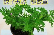 15种有效的驱蚊植物（15种有效的驱蚊植物）
