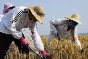 东北小麦收割季节（了解东北小麦收割时间，助力农业生产）