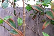 如何正确修剪桂花树（快速掌握关于桂花树修剪的技巧与方法）