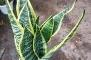 如何区分高脚和矮脚的虎皮兰（从叶片长度到植株形态，了解关键区别）