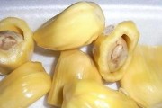 菠萝蜜种子有毒吗？（解析菠萝蜜种子的毒性及食用注意事项。）