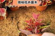 彩叶草的种植与养护技巧（打造丰盛绿意的花园，彩叶草指南来袭！）