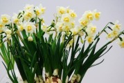 水仙花的产地及分布情况（探寻水仙花的故乡，了解水仙花的分布情况）