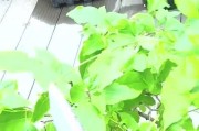 三角梅的水分管理（三角梅的水分需求和管理技巧）