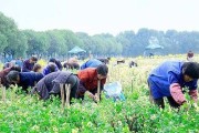 种植杭白菊的最佳时间（掌握适宜的月份，让杭白菊生长更加健康）