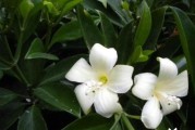 探究非洲茉莉为什么不开花（深入了解非洲茉莉的生长环境与生理特点）
