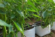 辣椒种植时间与生长周期探究（了解辣椒的生长特点，科学种植才能丰收。）