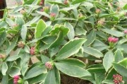 六出花度夏安全指南（夏季六出花究竟该如何安全度过？）