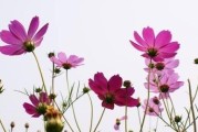 波斯菊开花时间及花期长短（探讨波斯菊开花的周期和生长特点，及如何正确护理）