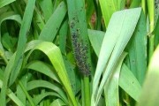 蚜虫的危害与防治（小小蚜虫，巨大危害！）