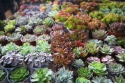 多肉植物的换盆时间（每年一换，植株更健康）