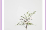 南天竹到底是裸子植物吗？（解读南天竹的生物学分类体系）