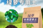 绿萝可否用土养？（解析绿萝使用土壤的优缺点及养护技巧）