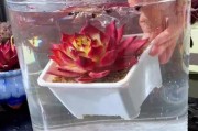 多肉养护宝典（多肉花的养殖与护理，一探奥秘）