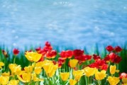高冷孤傲的代表花——兰花（兰花的高贵气质与成长特点）