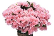 揭秘桃花开花之谜（桃花生长规律与开花因素解析）