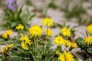 探秘蒲公英的生长环境（从地质、气候、土壤等方面解析其适宜生长条件）