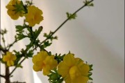 在家里如何养护迎春花（了解迎春花的特点和养护技巧，打造温馨花园）