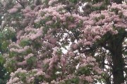 贵州适合种植的花卉品种（探寻贵州花卉产业发展的新机遇）