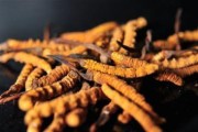 探秘虫草——神奇的中草药（从形态到功效，了解虫草的一切）
