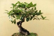 盆栽换盆的注意事项（提升植物生长的关键——盆栽正确换盆）