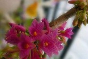 红花喜阴还是喜阳光？探究红花的生长环境（掌握红花生长环境的关键，让红花健康生长）