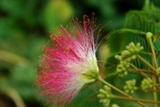 合欢花的开花习性（几月份开花、一年开几次花、观赏价值）