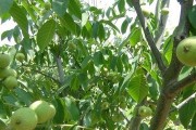 核桃——营养丰富的果仁作物（品种特点、种植技术及应用前景）