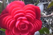 红色山茶花花语与代表意义（探究山茶花背后的文化与象征）