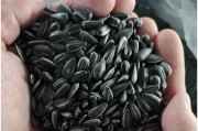 探究黑瓜子的神秘果实（了解黑瓜子的起源、特点、营养与药用价值）