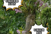 石斛花的养殖方法与注意事项（打造精致庭院，从石斛花开始）