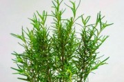 迷迭香的阳光敏感性（揭秘迷迭香对阳光的真相，让你更好地护理它）