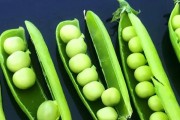 北方豌豆成熟时间的研究（农作物生长周期，品种选择及天气因素对北方豌豆成熟时间的影响）