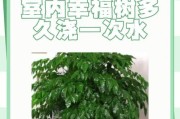 如何培养幸福树的旺盛生长（养护技巧与关键要素）