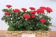 盆栽玫瑰花的养殖方法及养护要点（爱花人士必备）