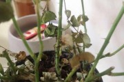 浇完花土后的处理方法（保护花草的生长环境，浇水后的注意事项）
