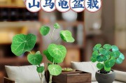 金不换——神奇的草本植物（了解金不换及其药用价值）