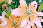 百合是雌雄同株的植物吗？（揭开百合性别之谜，解析雌雄同株现象）