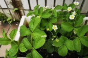 草莓的生长季节与开花结果（草莓开花的月份、果实成熟期、注意事项）