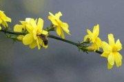 迎春花烂根的处理方法（如何救治烂根的迎春花）