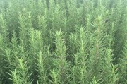迷迭香种植指南（适合种植的时间、种植步骤和注意事项）