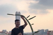 火龙果种植指南（以火龙火龙果怎么种为主题的详细种植教程）