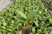 以蝴蝶兰有花剑怎么长花苞（蝴蝶兰有花剑的养殖技巧与注意事项）
